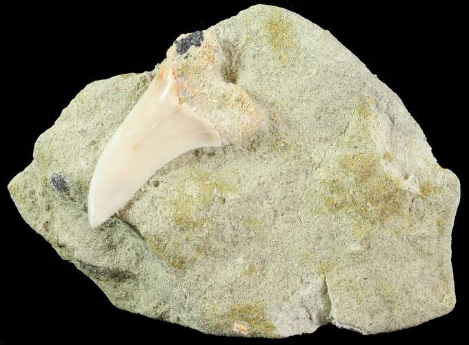 Mako Shark Tooth Fossil In Rock - Bakersfield, CA #69003
